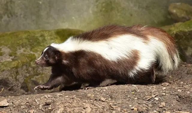 Brown and white stripe skunk.