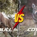 Pitbull Vs Coyote
