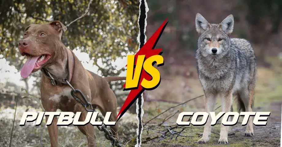 Pitbull Vs Coyote: Comparison image.