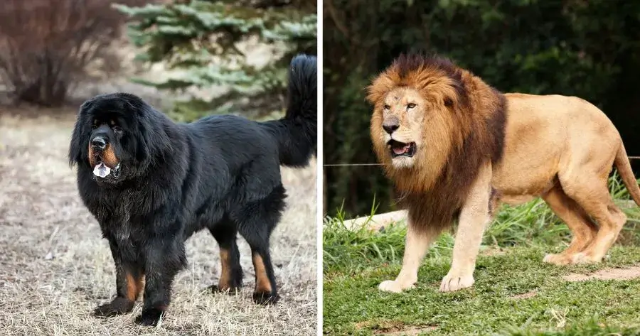 Black Tibetan Mastiff vs brown Lion 