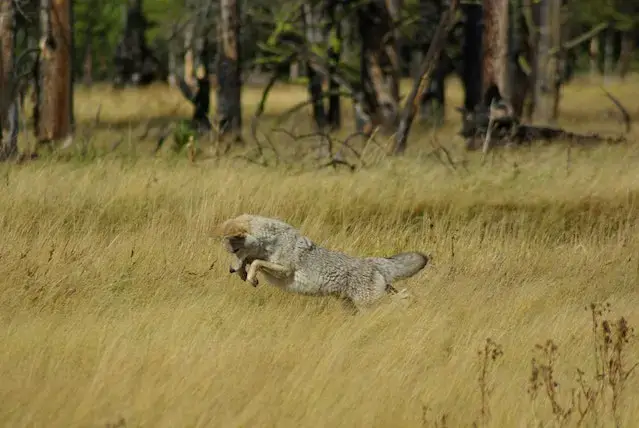 A Coyote on a Grass Field