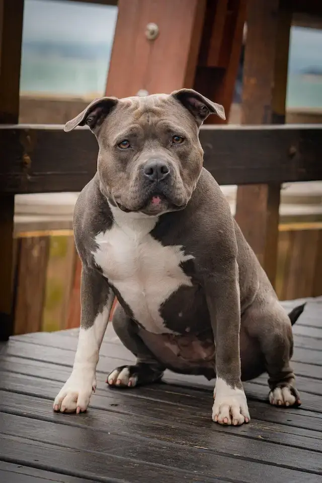 Front view of a young Pitbull sitting.