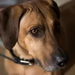 rhodesian ridgeback vs lion