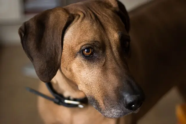 rhodesian ridgeback vs lion