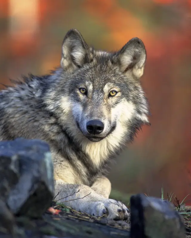 Wild wolf with golden eyes in autumn