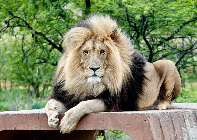 Photo of Lion Laying on Concrete
