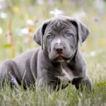 99+ Unique Cane Corso Dog Puppies Names With Meanings