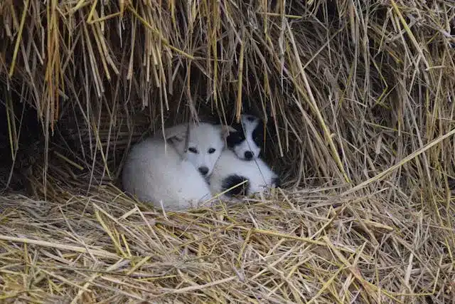 Cozy hay bedding in a rustic outdoor dog kennel