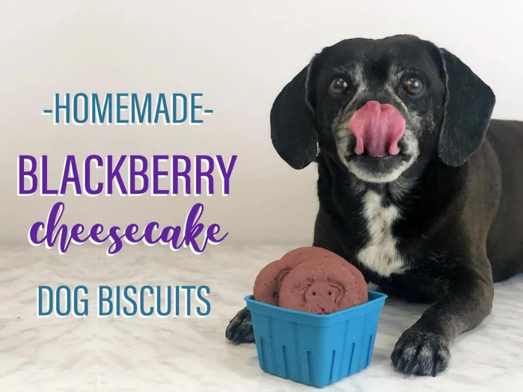 Blackberry Cheese Bites for Your Pup