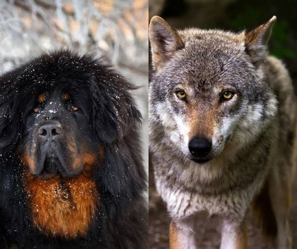 Tibetan Mastiff vs. Wolf: Strengths & Weaknesses